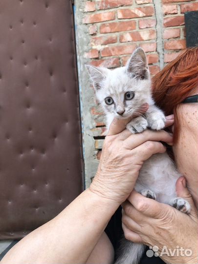 Кошка в дар бесплатно