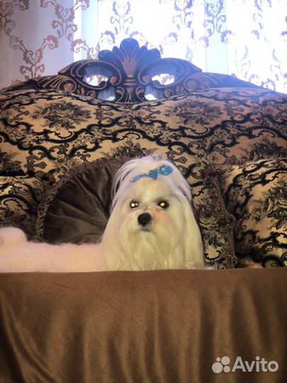 Вязка мальтезе