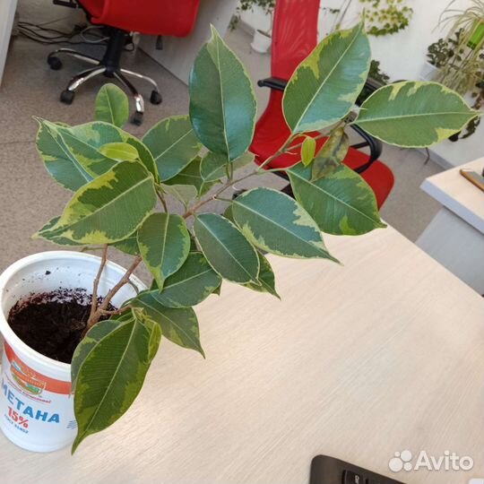 Комнатные цветы