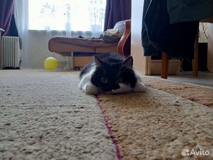 Кошка в добрые руки