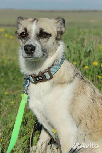 Маленькая собачка в добрые руки