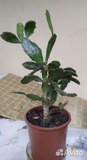 Кактус опунция