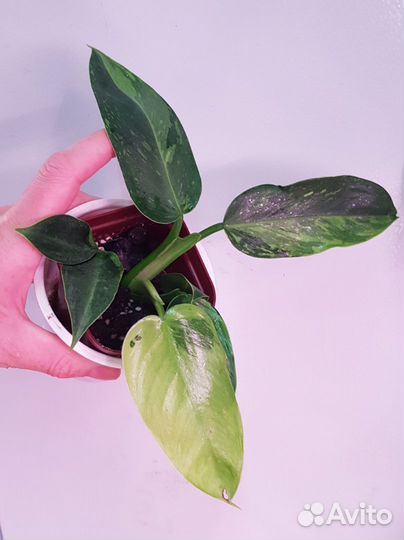 Филодендрон Имбе вайт марбо/Хосе буэно