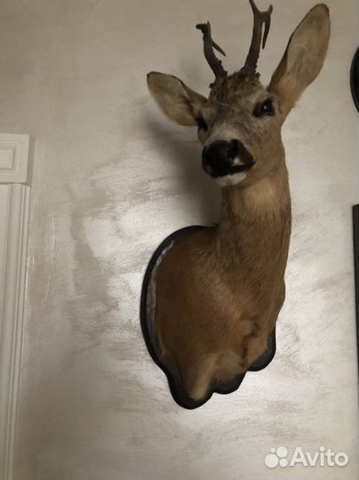 Чучело головы косули и другое