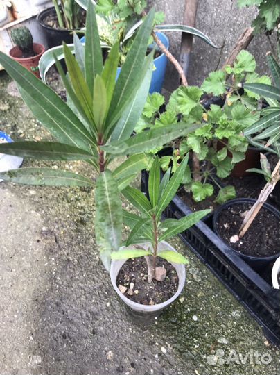 Олеандр пестролистный