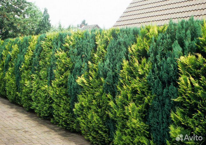 Туя Смарагд 1,8-2 м,Брабант,Колумна