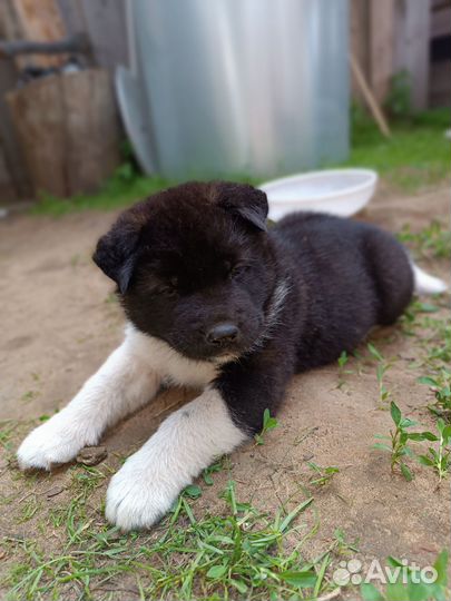 Щенки американской акиты