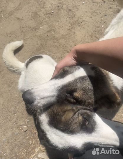 Собака для охраны