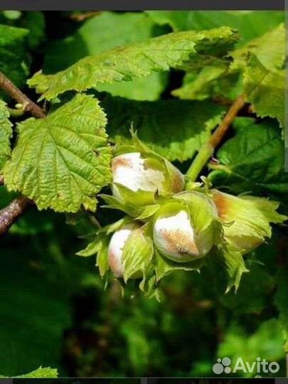 Орешник (лещина, фундук)