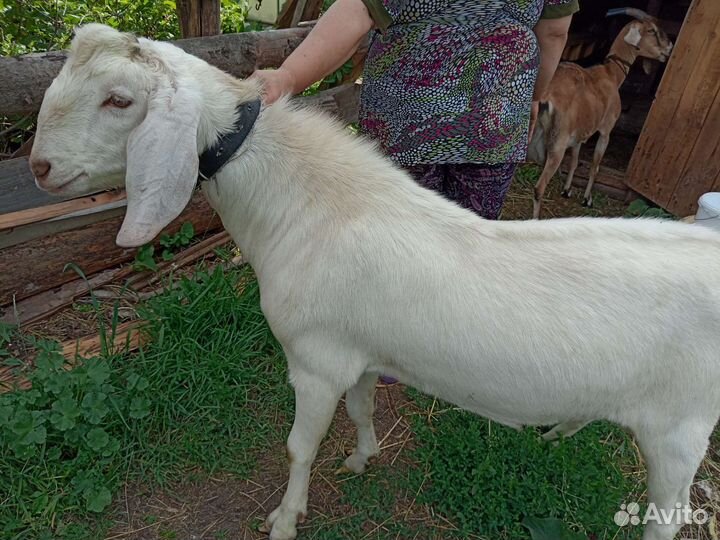 Нубийские козы