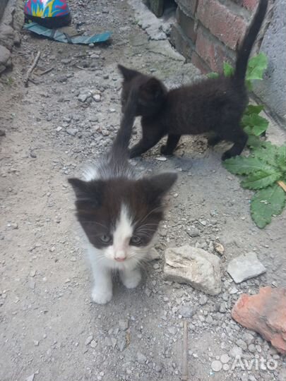 Вислоухие и простые котята, в дар