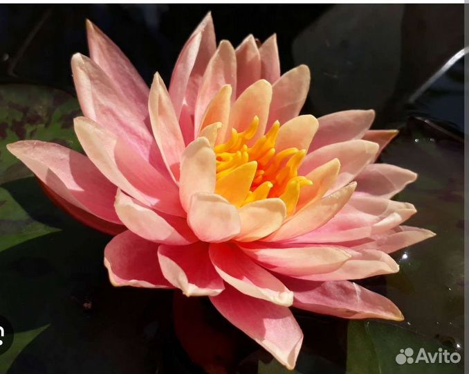 Нимфеи кувшинки