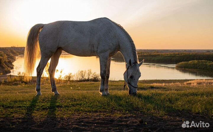 Лошади для фотосессий