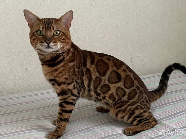 Бенгальский кот вязка