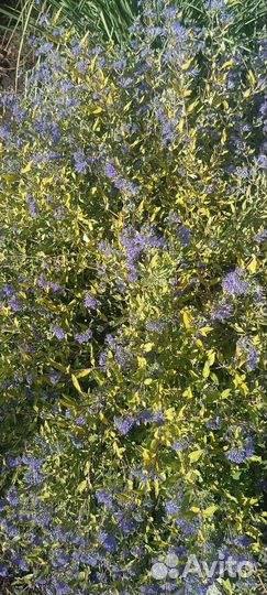 Кустарник Кариоптерис