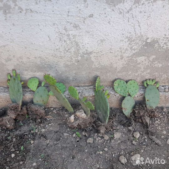 Опунция садовая