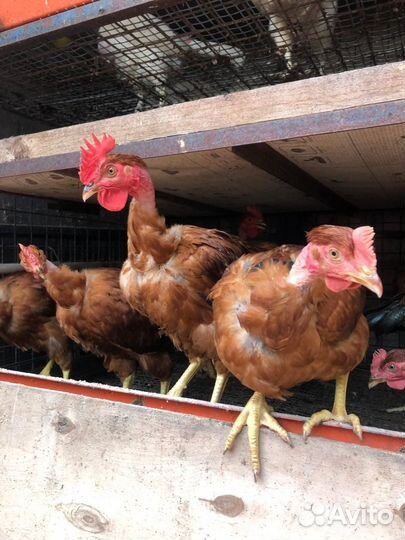 Куры и петухи голошейки