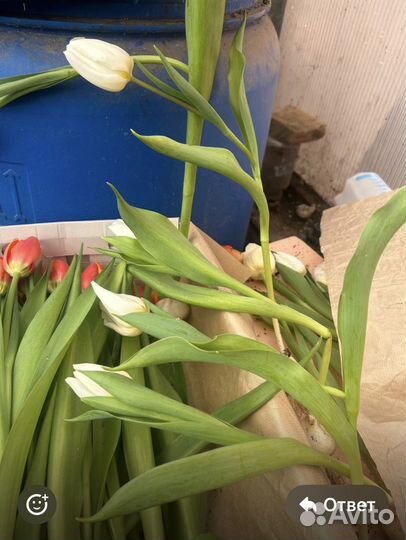 Тюльпаны к 8 марта