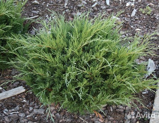 Хвойные растения (можжевельники) зкс