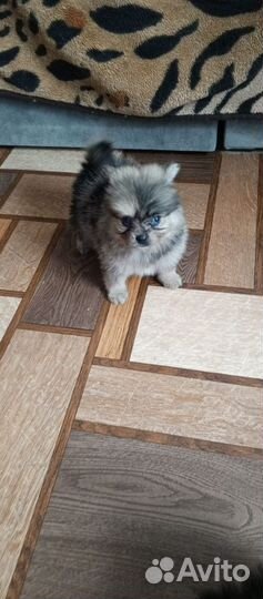 Девочки шпицули