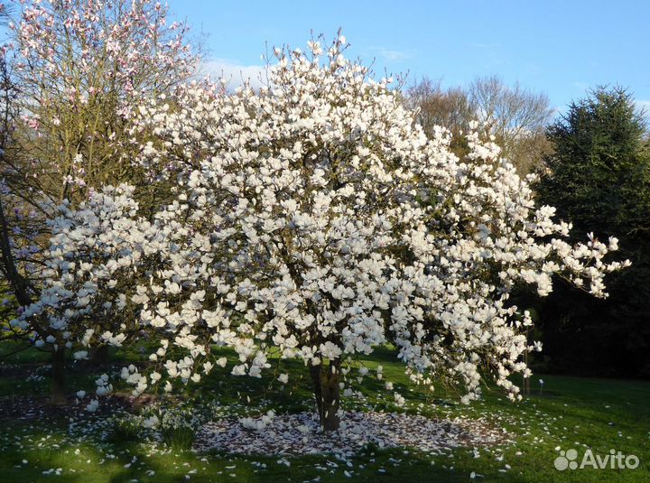 Магнолия маньчжурский веер диаметр цветка 25 см мо