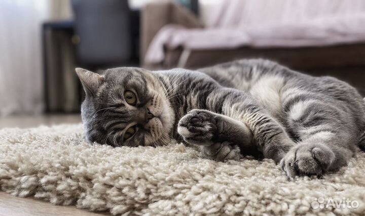 Вязка мраморный британец