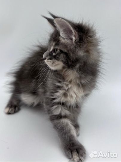 Котёнок мейн-кун