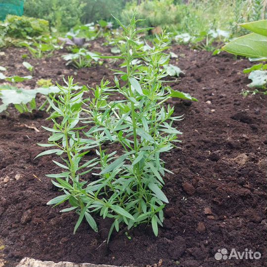 Иссоп саженцы на посадку