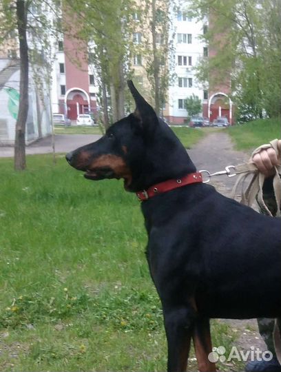 Кинология. Дрессировка собак, корректировка