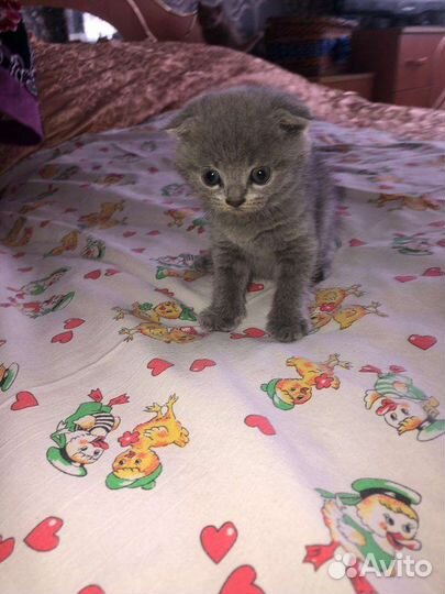 Шотландские котята