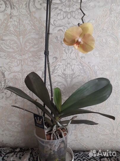 Phalaenopsis Golden River