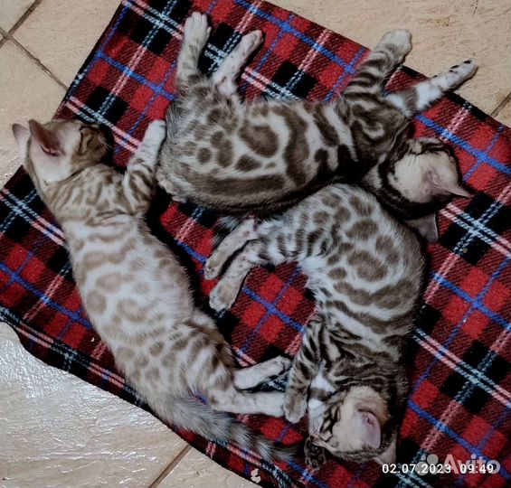 Бенгальская