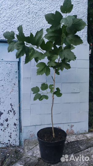 Калина красная