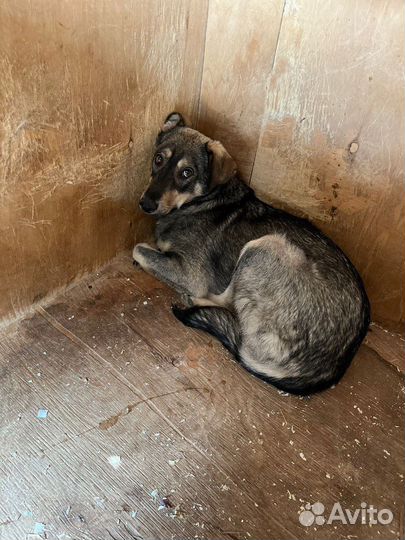 Пес с красивыми глазами в добрые руки