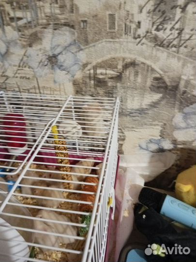 Хомячки кэмбала