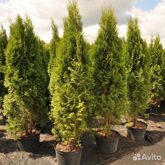 Туя колумна 1,6 м