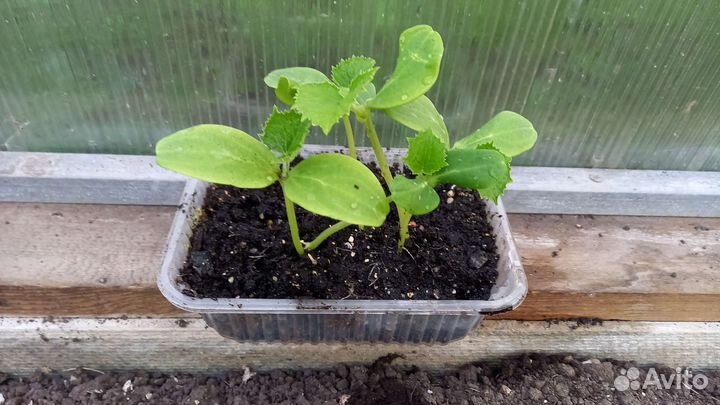 Рассада огурцов