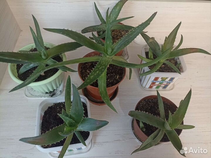 Алоэ вера лечебный 3 х летний