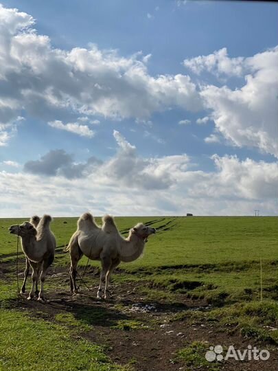 Дневной джип тур на плато Бермамыт