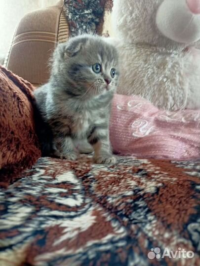 Шотландские вислоухие котята