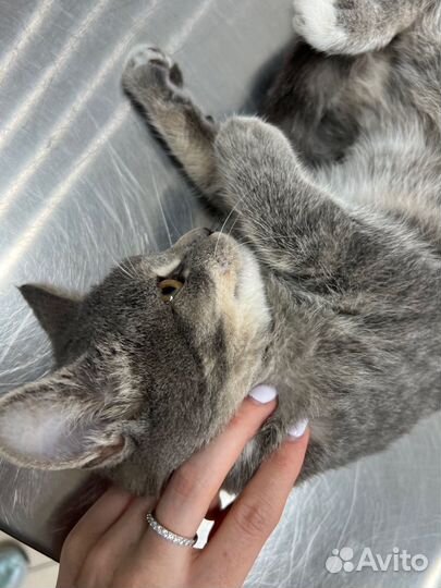 Котик в добрые руки