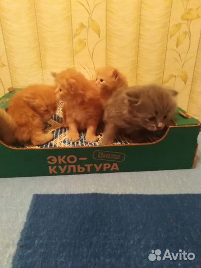 Котята в добрые руки