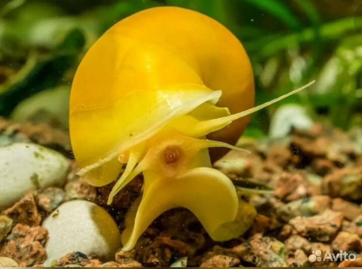 Улитки ампулярии