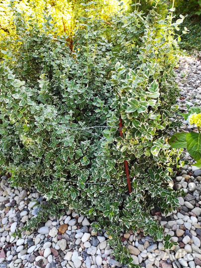 Многолетние цветы и кустарники