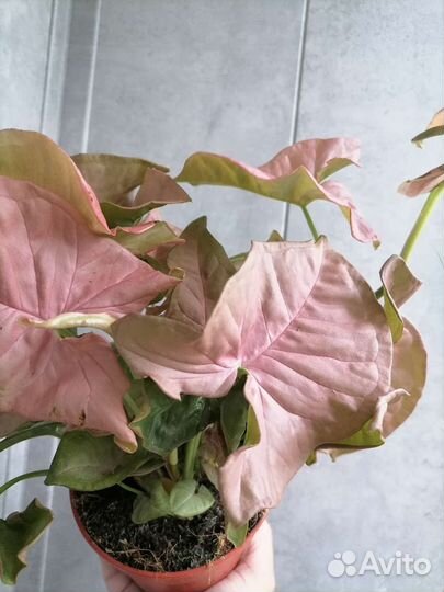 Сингониум неон пинк