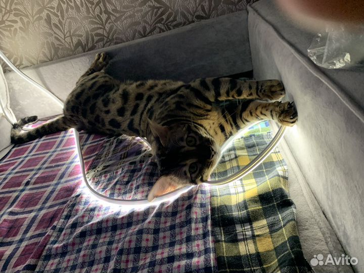 Бенгальский кот вязка