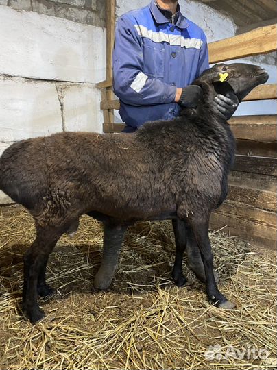 Бараны эдельбаевские