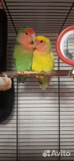 Неразлучники