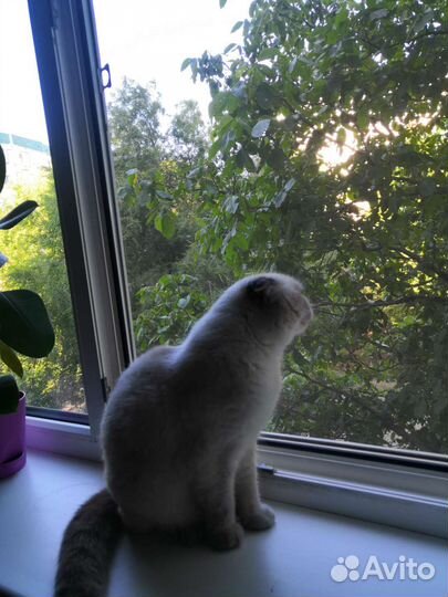 Индивидуальная передержка для котов и кошек