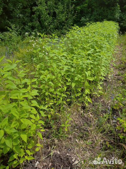 Топинамбур